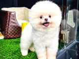 Irk Ve Sağlık Garantili Pomeranian Boo Yavrularımız