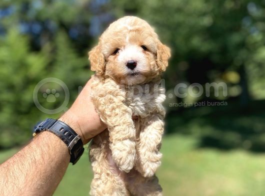 Gerçek Malti̇poo Yavrumuz Çi̇ft Renk görsel