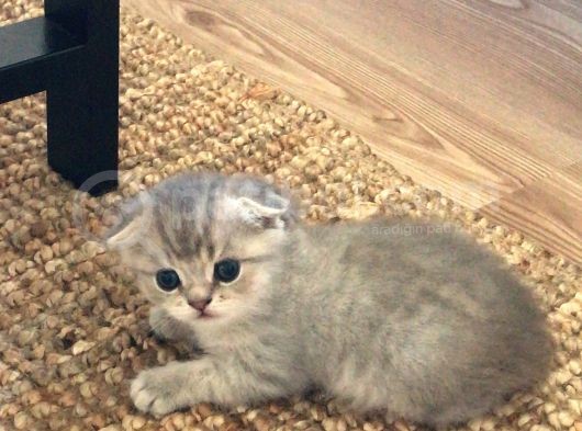 Sevimli Kedimiz Scottish Fold