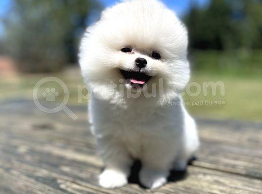 Teddy Face Orjinal Pomeranian Boo Bebekler görsel