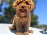 Red Toy Poodle Bebekler