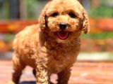 Efsane Guzellikte Poodle Bebekler