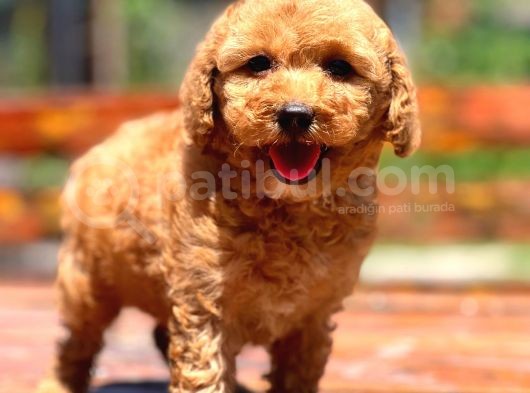 Efsane Guzellikte Poodle Bebekler görsel