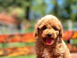 Irk Ve Saglik Garantili Poodle Bebekler