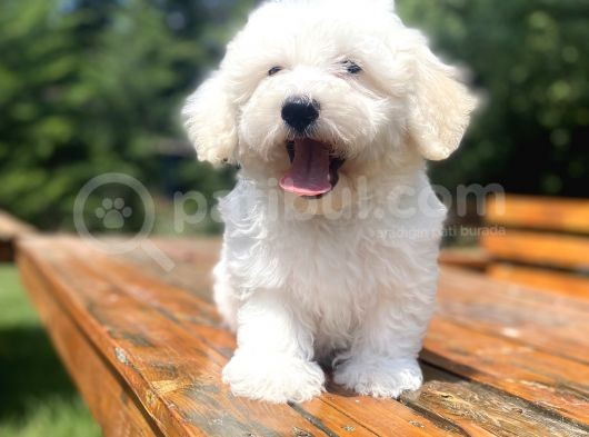 A Kali̇te Beyaz Malti̇poo Yavrumuz görsel