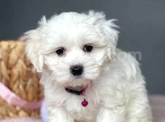 0 Numara Kore Kan Maltese Bebekler görsel