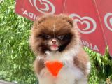 Safkan Pomeranian Teddy Bear Yavrular