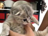 Sevimli Kedimiz Scottish Fold