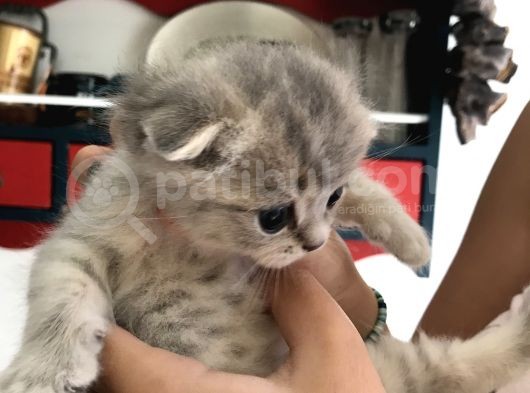 Sevimli Kedimiz Scottish Fold görsel