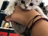 Sevimli Kedimiz Scottish Fold