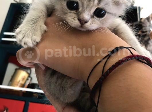 Sevimli Kedimiz Scottish Fold görsel