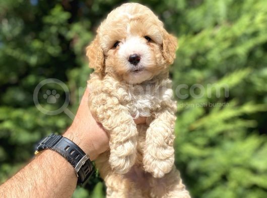 Gerçek Malti̇poo Yavrumuz Çi̇ft Renk görsel