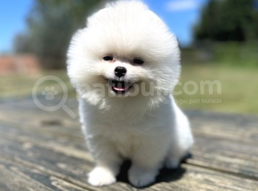 Teddy Face Orjinal Pomeranian Boo Bebekler