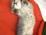 Sevimli Kedimiz Scottish Fold