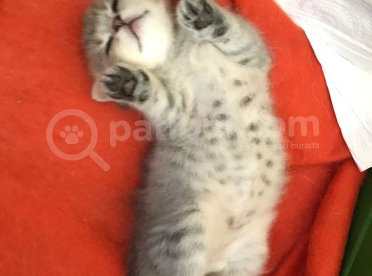 Sevimli Kedimiz Scottish Fold görsel