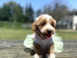 Show Kalite Maltipoo Yavrular