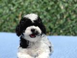 Harlequi̇n Toy Poodle Yavrular