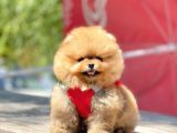Safkan Pomeranian Teddy Bear Yavrular