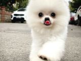 Ayı Surat Pomeranian Boo Yavrularımız