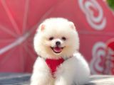 Safkan Pomeranian Teddy Bear Yavrular