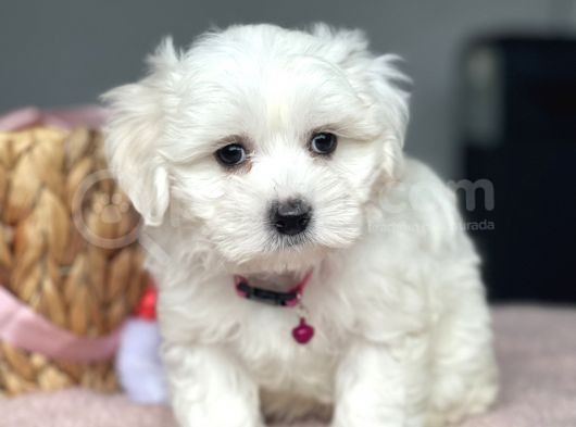 0 Numara Kore Kan Maltese Bebekler görsel