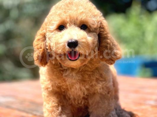 Efsane Guzellikte Disi Poodle Yavrularimiz