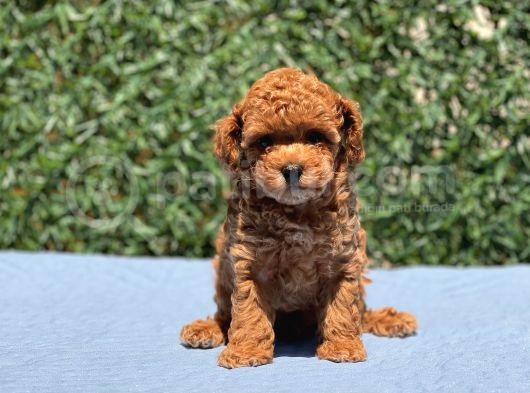 Red Toy Poodle Yavrular görsel