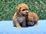 Mi̇ni̇ Toy Poodle Yavrular