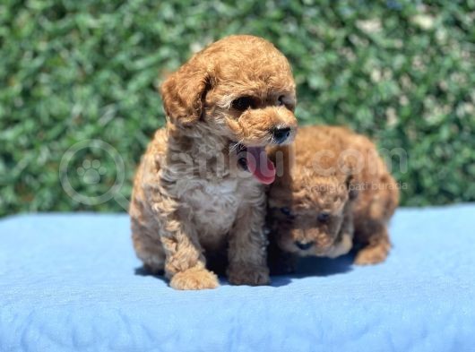 Mi̇ni̇ Toy Poodle Yavrular görsel
