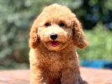 Efsane Guzellikte Disi Poodle Yavrularimiz