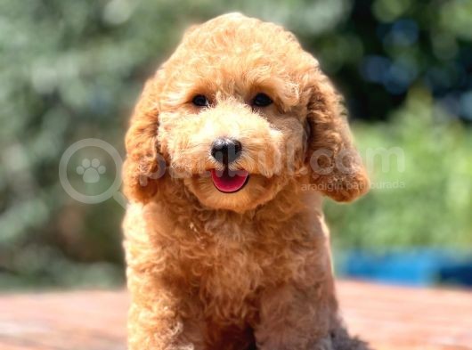Efsane Guzellikte Disi Poodle Yavrularimiz görsel