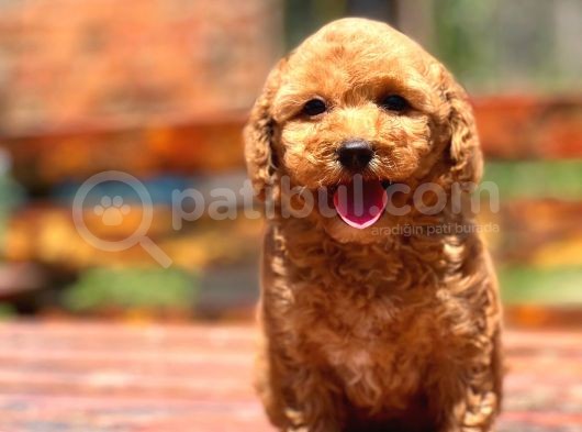Efsane Guzellikte Poodle Bebekler