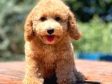 Efsane Guzellikte Disi Poodle Yavrularimiz
