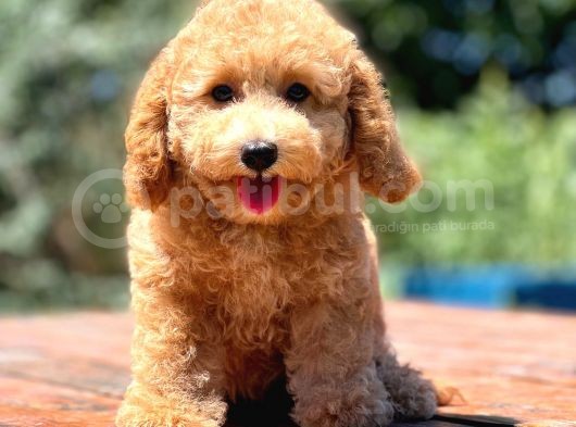 Efsane Guzellikte Disi Poodle Yavrularimiz görsel