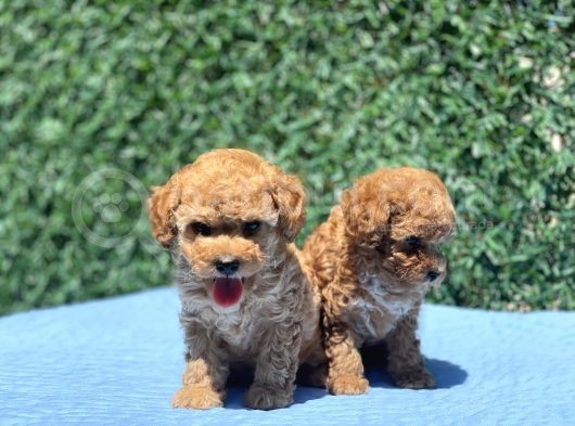 Mi̇ni̇ Toy Poodle Yavrular görsel