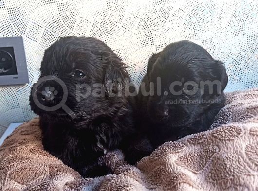 Siyah Golden Retriever Yavruları