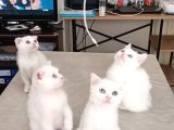 Kedi Sahiplendirme