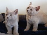 British Shorthair Yavrular