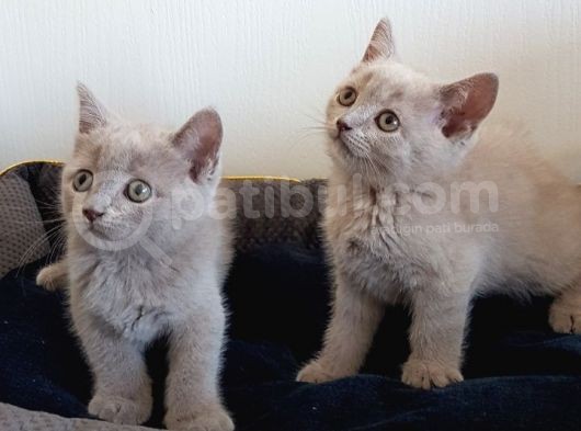British Shorthair Yavrular görsel