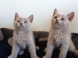 British Shorthair Yavrular