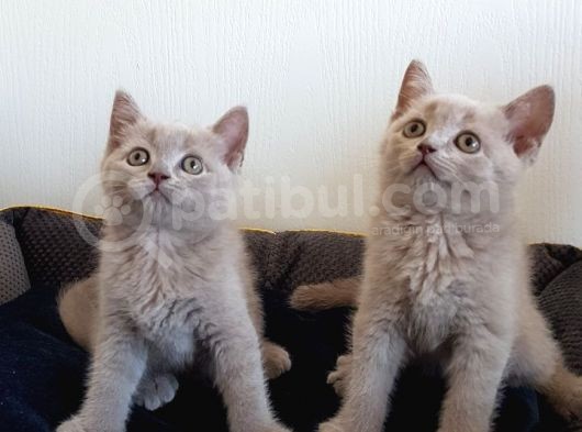 British Shorthair Yavrular