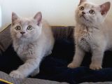 British Shorthair Yavrular