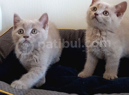 British Shorthair Yavrular görsel