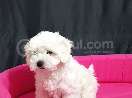 Maltese Yavrular görsel