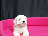 Maltese Yavrular