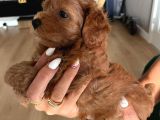 Çok Tatlı Toy Poodle Yavruları