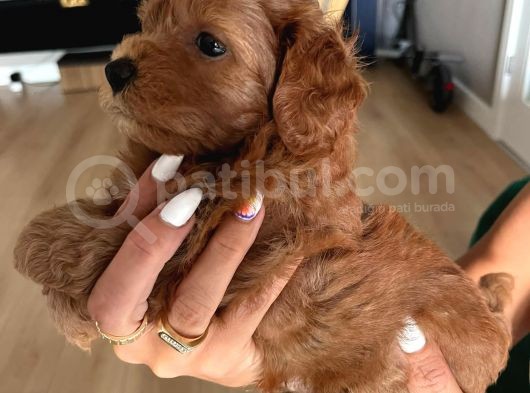 Çok Tatlı Toy Poodle Yavruları görsel