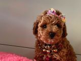 Safkan Toy Poodle Yavrularımız