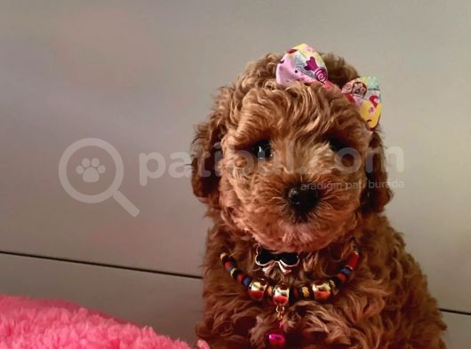 Safkan Toy Poodle Yavrularımız