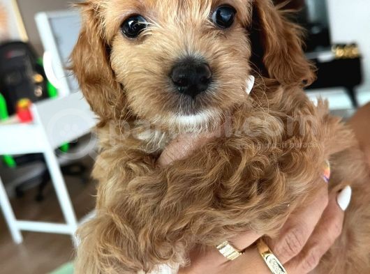 Çok Tatlı Toy Poodle Yavruları görsel
